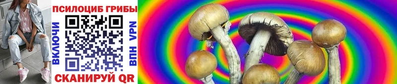 наркотики  Воткинск  Галлюциногенные грибы Psilocybe 